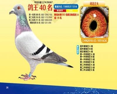 王中王四馬一肖，探尋背后的故事與奧秘，王中王四馬一肖，背后的故事與奧秘探尋
