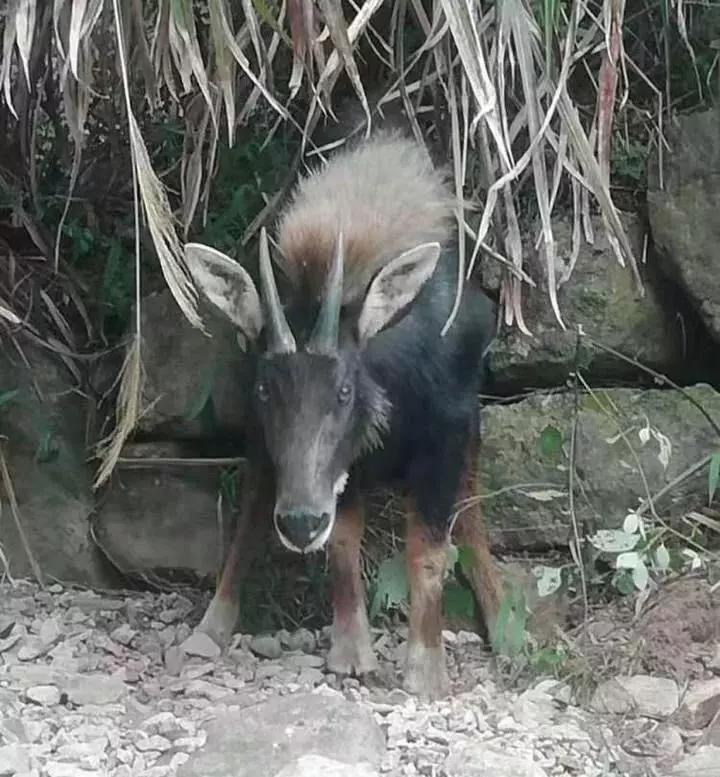 四不像王中王必出一肖篤，揭秘生肖運勢與神秘預(yù)測之謎，揭秘生肖運勢與神秘預(yù)測，四不像王中王必出一肖篤探秘生肖運勢之謎
