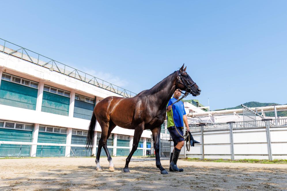 香港賽馬，77777與888888的傳奇故事，香港賽馬傳奇，77777與888888的賽場(chǎng)奇緣