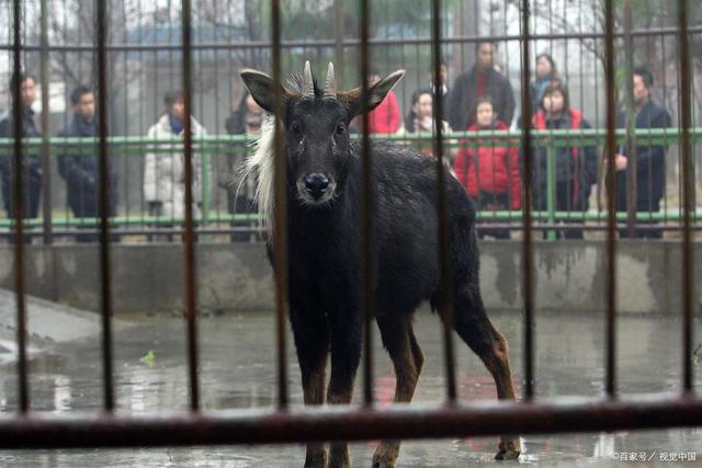 四不像王中王資料一肖，揭秘神秘傳說與獨(dú)特魅力，揭秘四不像王中王神秘傳說與獨(dú)特魅力，一肖資料解析