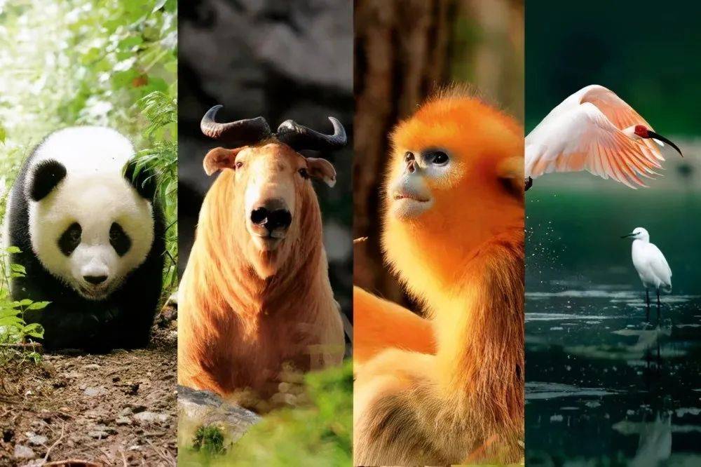 揭秘十二生肖之王，揭秘神秘的王中王20一肖動物圖，揭秘十二生肖之王，神秘王中王與生肖動物圖揭秘