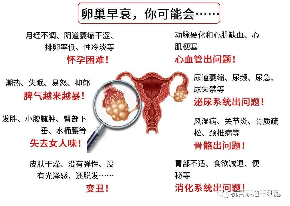四十歲卵巢早衰能否調(diào)整回來(lái)？解讀卵巢早衰與應(yīng)對(duì)策略，四十歲卵巢早衰能否調(diào)整回來(lái)？解讀卵巢早衰現(xiàn)象及應(yīng)對(duì)策略