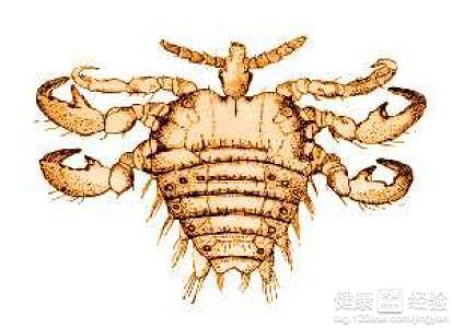 男性陰虱病圖片及其相關知識解析，男性陰虱病圖片與知識解析全攻略