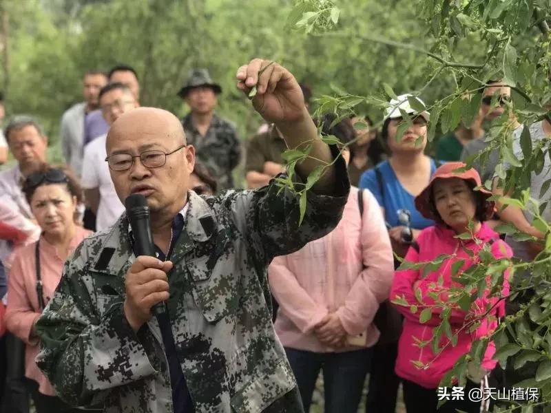 長期吃紅棗的潛在害處，了解并平衡飲食健康，長期食用紅棗的潛在風(fēng)險(xiǎn)與飲食平衡的重要性