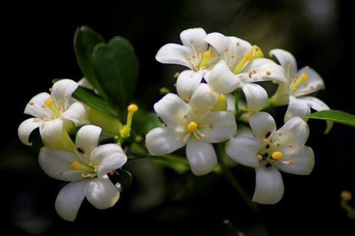 十種陰氣重的花，了解與應(yīng)對的風(fēng)水指南，十種陰氣重的花的風(fēng)水指南，了解與應(yīng)對方法