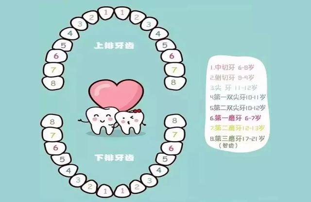 兒童換牙順序圖，了解孩子牙齒成長的秘密，兒童換牙順序圖，揭秘孩子牙齒成長之旅的奧秘