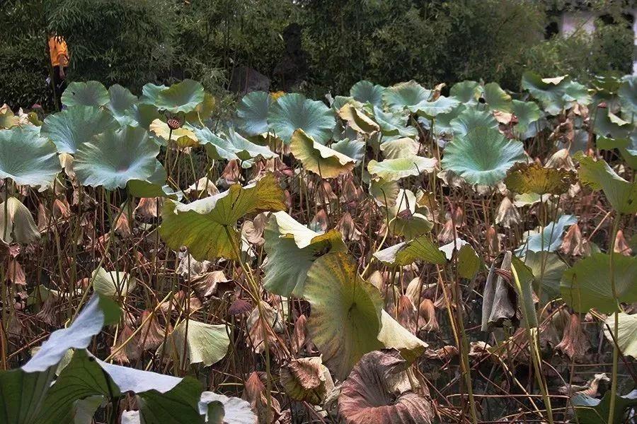蘇州拙政園景點介紹——領略古典園林之美，蘇州拙政園，領略古典園林之美的絕佳勝地介紹