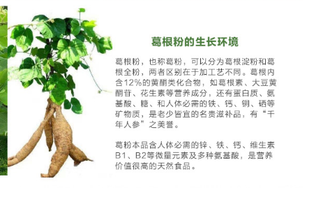 葛根，揭示其十大功效的奧秘，葛根，深度解析十大功效的奧秘