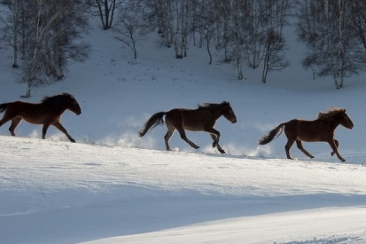 王中王一肖必中四不像，神秘現(xiàn)象解析與SEO洞察，王中王一肖四不像現(xiàn)象解析與SEO洞察揭秘
