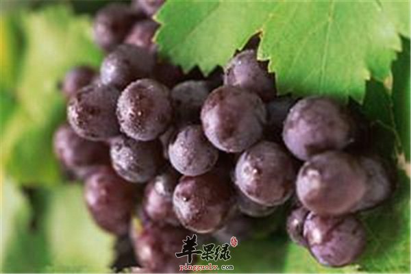 孕婦能否吃葡萄？營(yíng)養(yǎng)專家為您解答疑惑，孕婦可以吃葡萄嗎？營(yíng)養(yǎng)專家解答關(guān)于孕婦飲食的疑惑