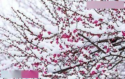 探索新澳門正版梅花詩(shī)，展望2025年第107期精彩內(nèi)容，探索新澳門正版梅花詩(shī)，展望第107期精彩內(nèi)容揭曉