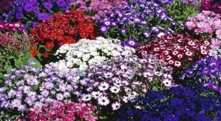 揭秘神秘的管家婆鳳凰，7777788888背后的故事，揭秘數字背后的神秘管家婆鳳凰，777778與8888的傳奇故事