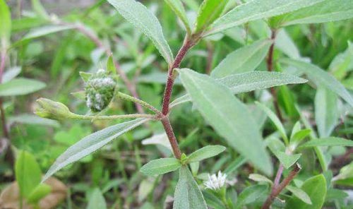 旱蓮草，神奇的功效與作用，旱蓮草的神奇功效與作用