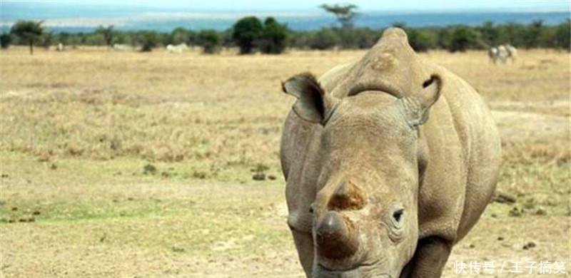 王中王四不像圖的一肖——揭秘背后的神秘文化符號(hào)，揭秘王中王四不像圖背后的神秘文化符號(hào)，一肖探秘之旅