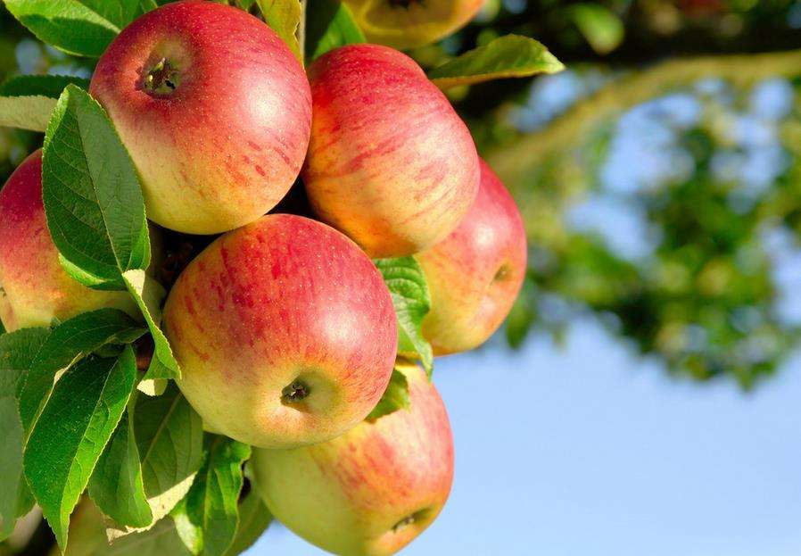 煮蘋果減肥法，三天瘦8斤的秘密之道，煮蘋果減肥法，三天輕松瘦8斤的秘密之道