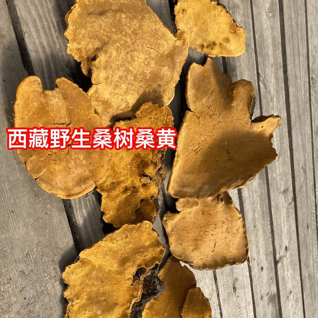 桑黃，神奇的功效與作用及重要禁忌解析，桑黃，神奇功效、作用詳解與重要禁忌解析