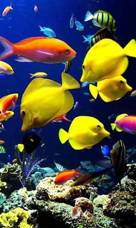 探索海底世界的奧秘，海底世界視頻的魅力與吸引力，探索海底世界的奧秘，神秘深海的魅力與吸引力視頻展示