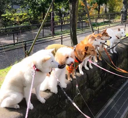 澳門一碼一肖一待一中四不像——揭開神秘面紗下的真相，澳門神秘事件揭秘，一碼一肖一待一中四不像真相探索