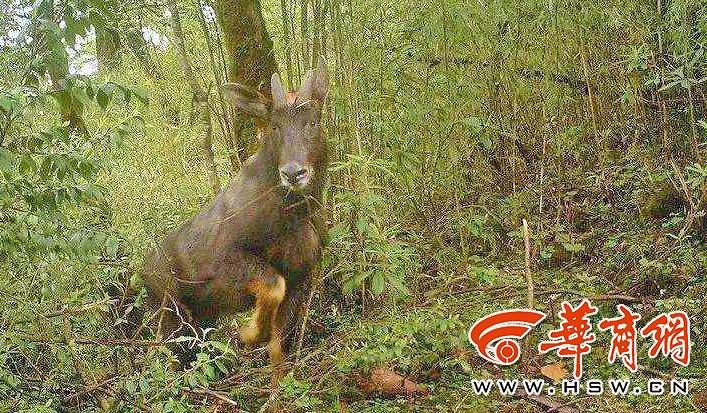 四不像一肖中特王中王——揭秘生肖魅力與獨(dú)特之處，揭秘生肖魅力與獨(dú)特特征，四不像一肖中特王中王