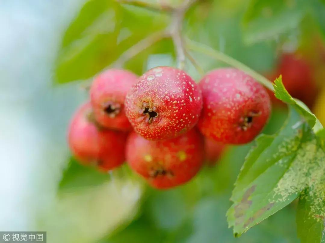 喝檸檬水的好處和壞處，全面解析檸檬水的健康影響，檸檬水健康影響全解析，好處與壞處一覽無余
