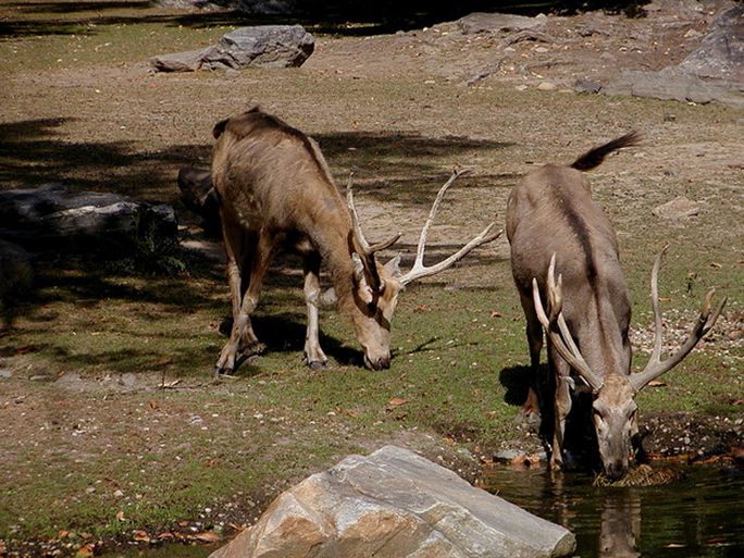 四不像，澳門獨(dú)特魅力的探索與解析，澳門獨(dú)特魅力的探索與解析，四不像的魅力之旅