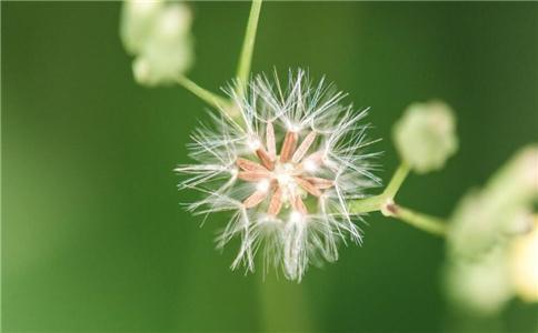 蒲公英煮水對乳腺結(jié)節(jié)的影響，半年后的效果解析，蒲公英煮水對乳腺結(jié)節(jié)的影響及半年效果解析