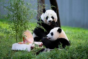 一歲寶寶餐一周菜譜，營養(yǎng)豐富的輔食計(jì)劃，一歲寶寶營養(yǎng)輔食計(jì)劃，一周健康菜譜