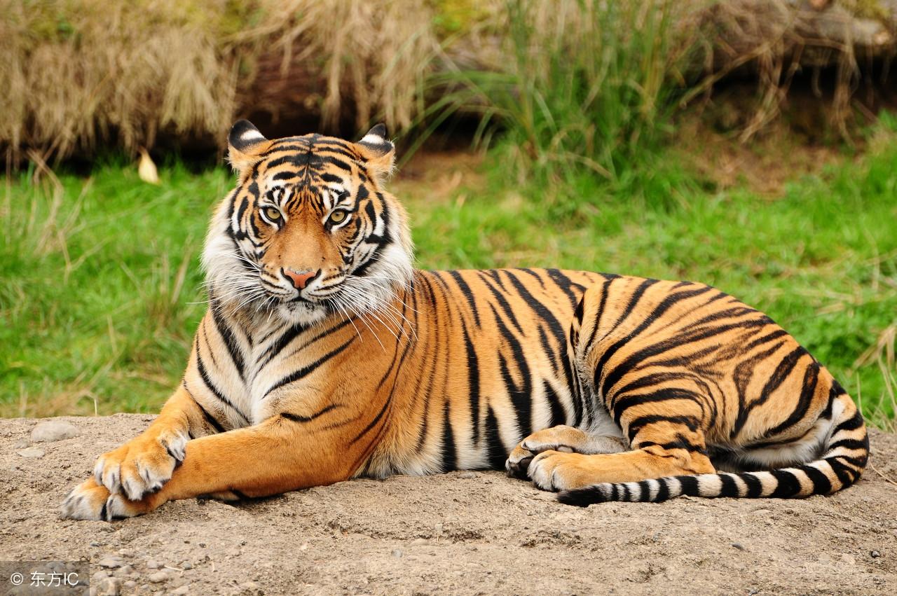 王中王3期指一生肖，揭秘背后的奧秘與意義，揭秘生肖奧秘，王中王三期特定生肖背后的秘密與意義