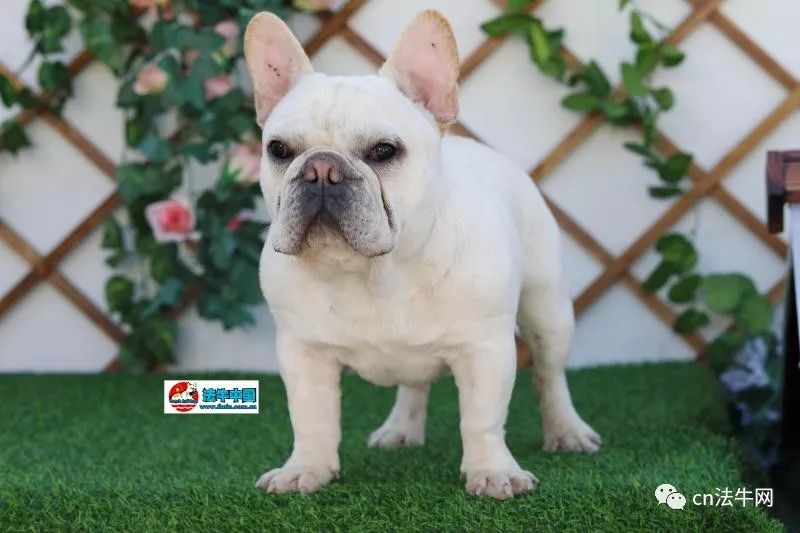 新澳門一碼一肖一待一中四不像的奧秘與探索，澳門一碼一肖一待一中四不像奧秘揭秘與探索