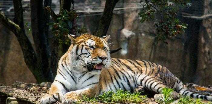 森林之王中王與生肖的奇妙關(guān)聯(lián)，森林之王中的王者與生肖的神秘紐帶