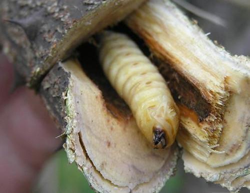 痔瘡手術(shù)費用詳解，價格、因素與準備，痔瘡手術(shù)費用全解析，費用、影響因素及術(shù)前準備