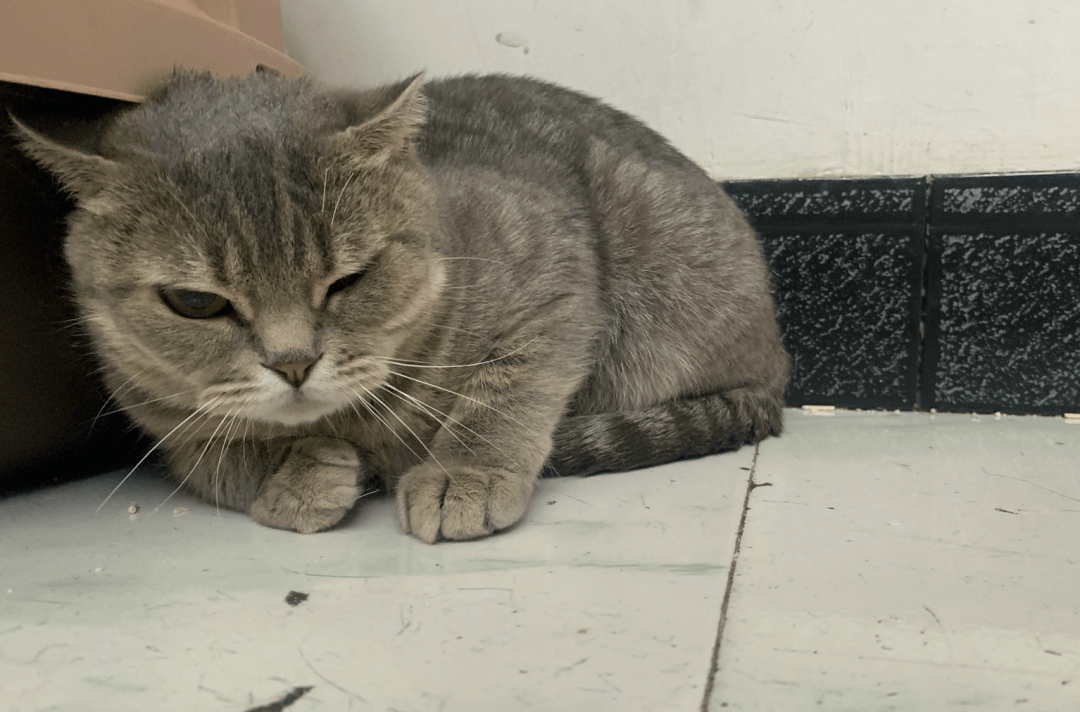 澳門一碼一肖一待一中四不像，探索與解析，澳門一碼一肖一待一中四不像，深度解析與探索