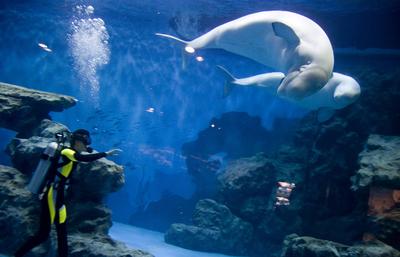 青島海底世界攻略，探索神秘的海底奇觀，青島海底世界攻略，揭秘神秘海底奇觀之旅