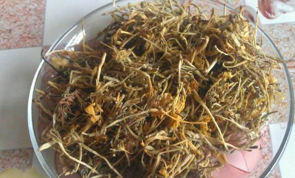 益母草與身體反應(yīng)，喝了三天益母草后排鮮血的奧秘，益母草與身體反應(yīng)，揭秘排鮮血背后的奧秘，三天益母草引發(fā)身體變化探究