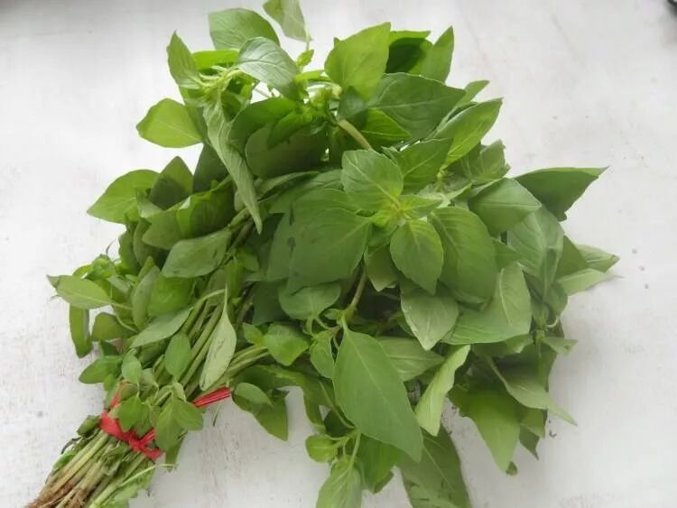 荊芥，一種神秘植物的探索與SEO優(yōu)化，荊芥，神秘植物的探索與SEO優(yōu)化揭秘