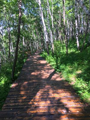 塞罕壩旅游攻略，自助游者的絕佳選擇，塞罕壩旅游攻略，自助游者的首選目的地