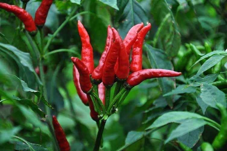 胃炎養(yǎng)胃的10種食物——健康飲食，遠離胃炎困擾，健康飲食指南，胃炎養(yǎng)胃的十大食物助你遠離胃炎困擾