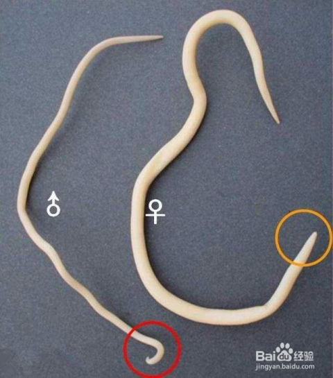 孩子有蛔蟲的七大表現(xiàn)及其影響，孩子有蛔蟲的七大表現(xiàn)及其影響，不容忽視的健康警報(bào)