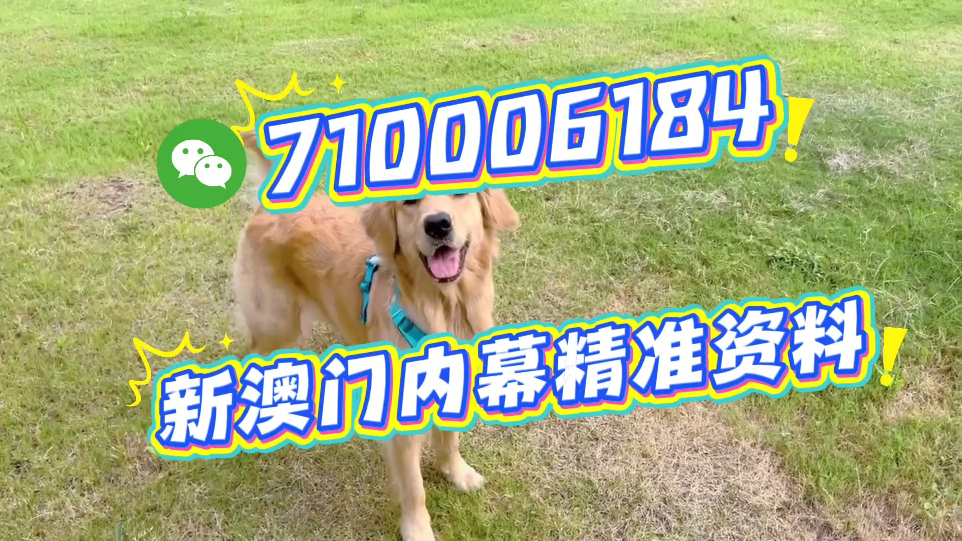 澳門一肖一碼期期準(zhǔn)，揭秘精準(zhǔn)預(yù)測的秘密，澳門精準(zhǔn)預(yù)測一肖一碼揭秘，期期準(zhǔn)確的秘密探究