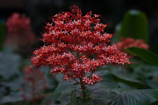 狀元紅，揭秘4987最快鐵算資料背后的秘密，狀元紅背后的秘密，揭秘最快鐵算資料4987的神秘面紗