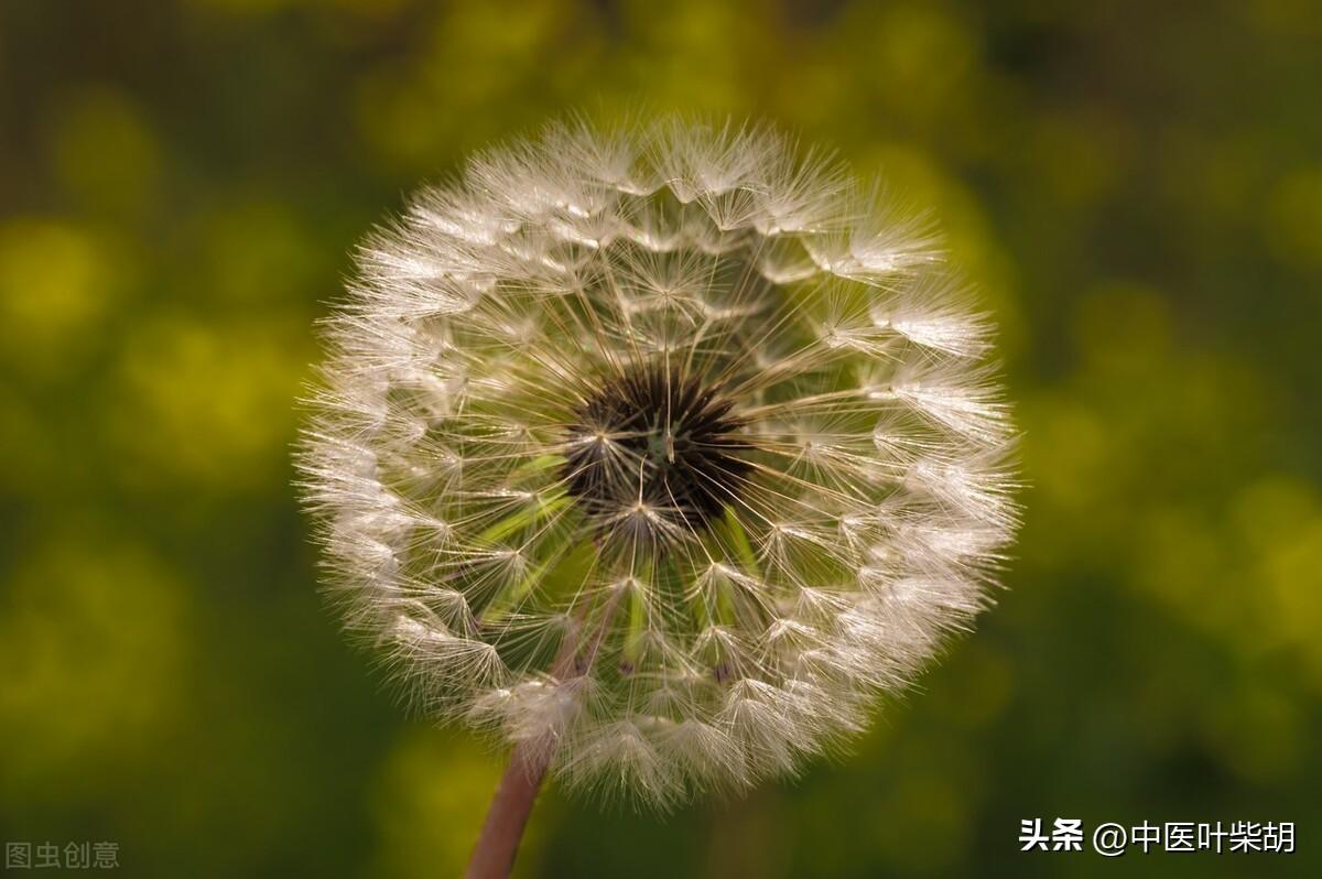 馬齒莧治療前列腺的神奇效果，古老草本的現(xiàn)代醫(yī)學(xué)奇跡，馬齒莧治療前列腺，古老草本展現(xiàn)現(xiàn)代醫(yī)學(xué)奇跡