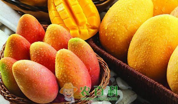 女人吃芒果的好處與壞處，深入了解芒果對(duì)女性健康的影響，女人吃芒果的利弊，深入了解芒果對(duì)女性健康的影響