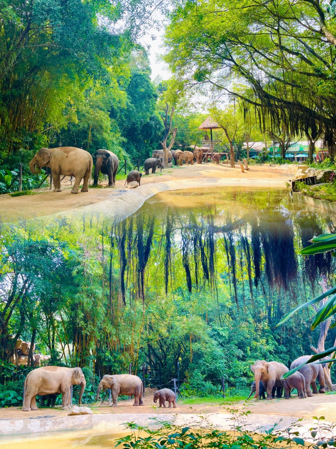 廣州長隆動物園，動物王國的魅力之旅，廣州長隆動物園，動物王國的魅力探秘之旅