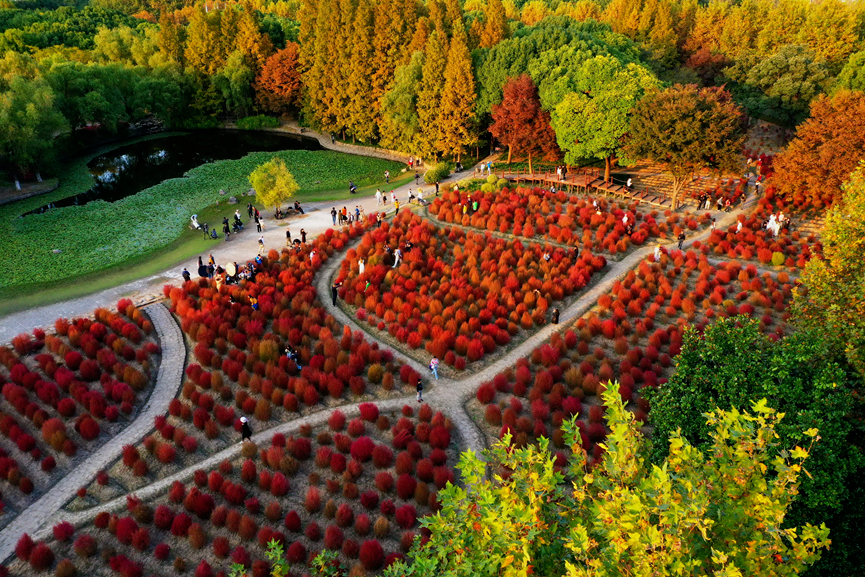 上海世紀(jì)公園門票免費，探索城市綠洲的絕佳去處，上海世紀(jì)公園，免費探索城市綠洲的絕佳去處